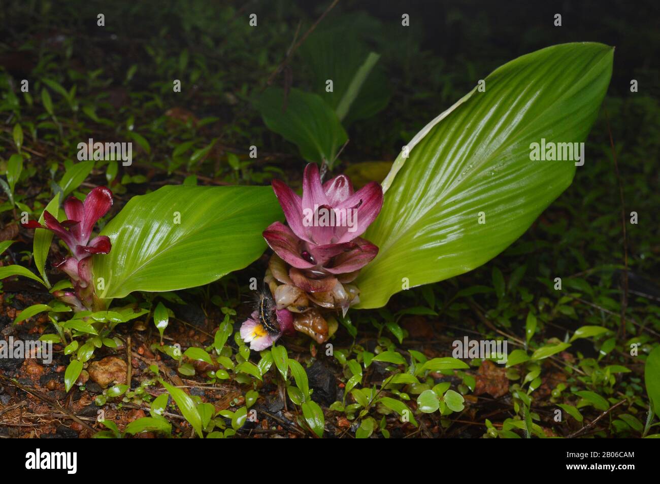 Ran halad, Wild Turmeric, Curcuma aromatica, Family-Zingiberaceae, Distribution-Western And Eastern Ghats of Peninsular India Stock Photo