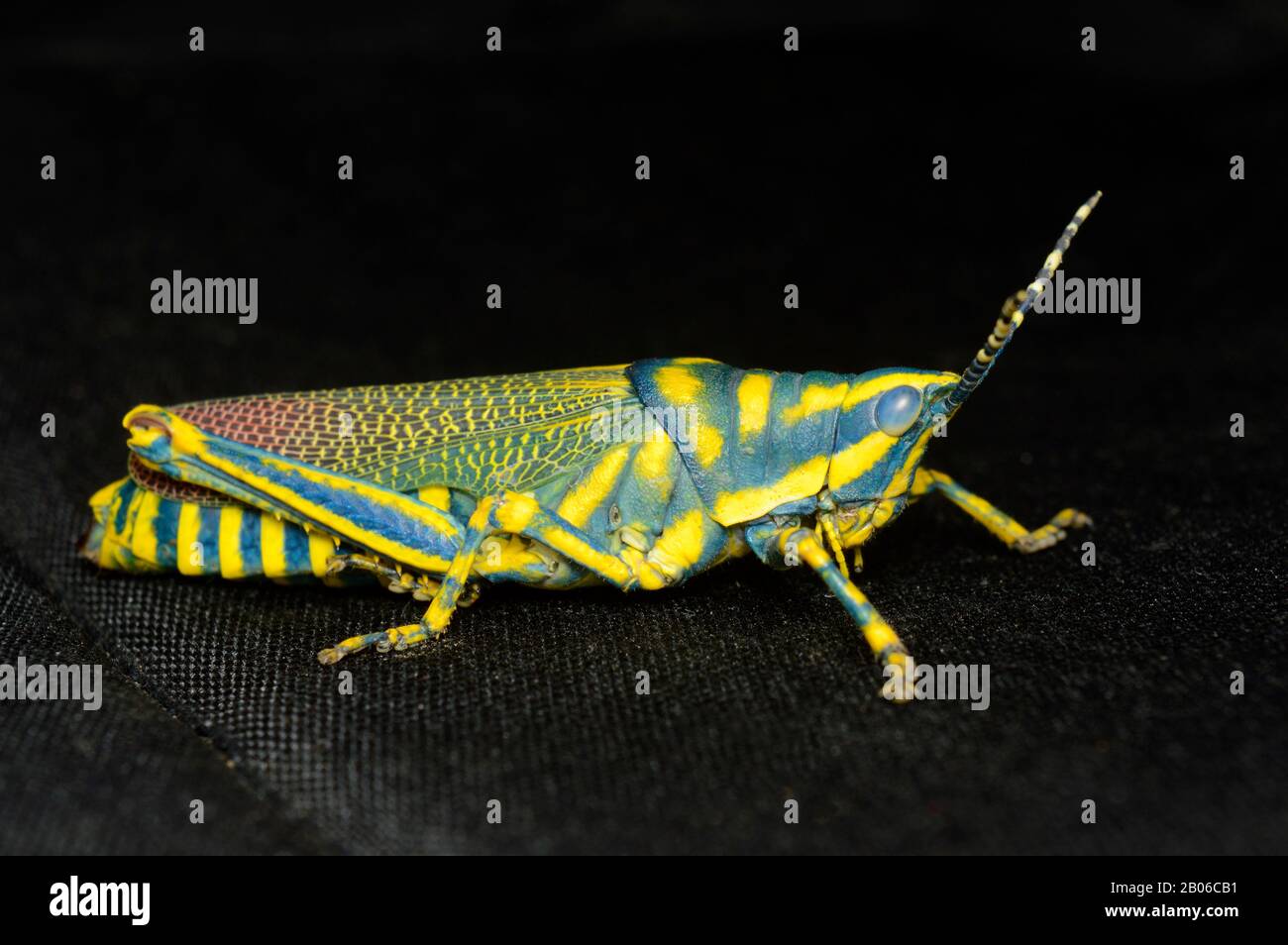 Closeup body adult Aak grasshopper, Poekilocerus pictus, Distribution - Indian Subcontinent, Habitat - humid and arid areas Stock Photo