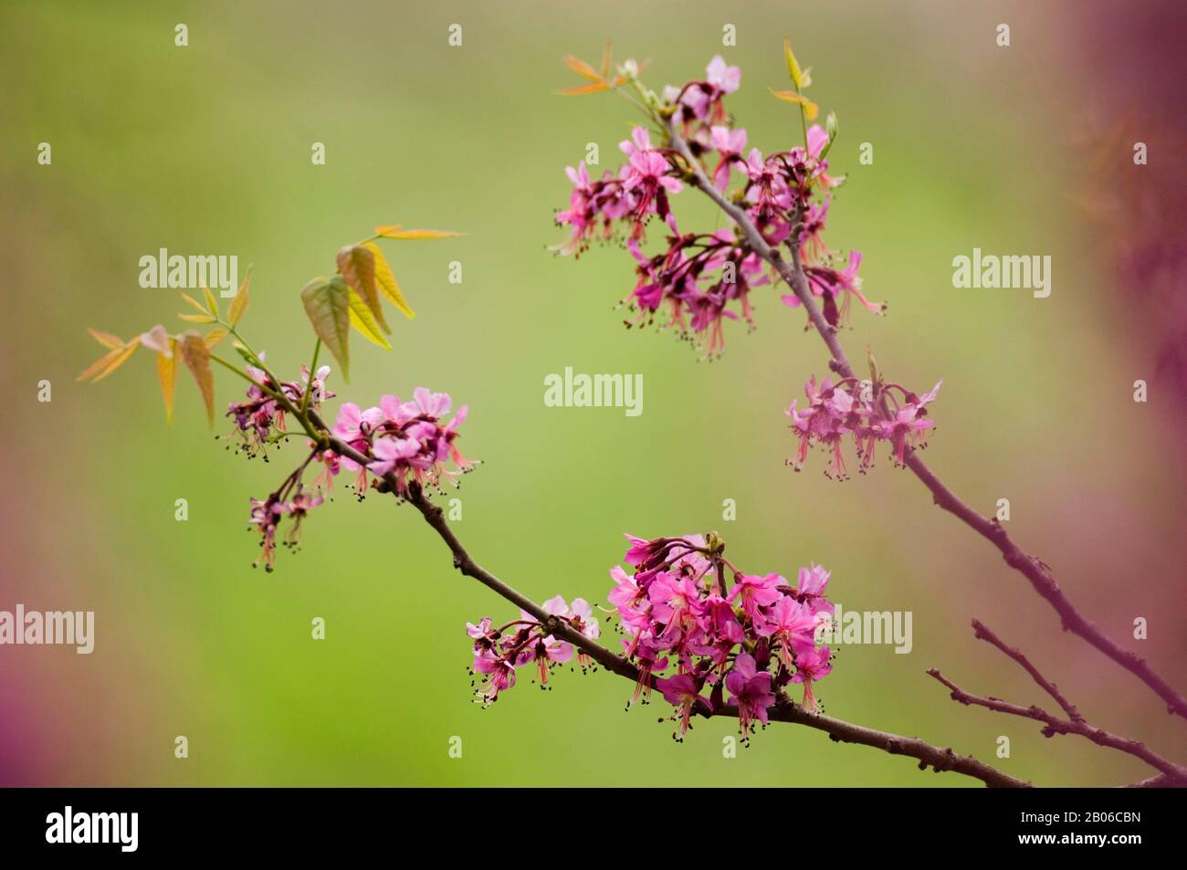USA, TEXAS, HILL COUNTRY NEAR HUNT, MEXICAN-BUCKEYE TREE, Ungnadia speciosa, FLOWERS Stock Photo