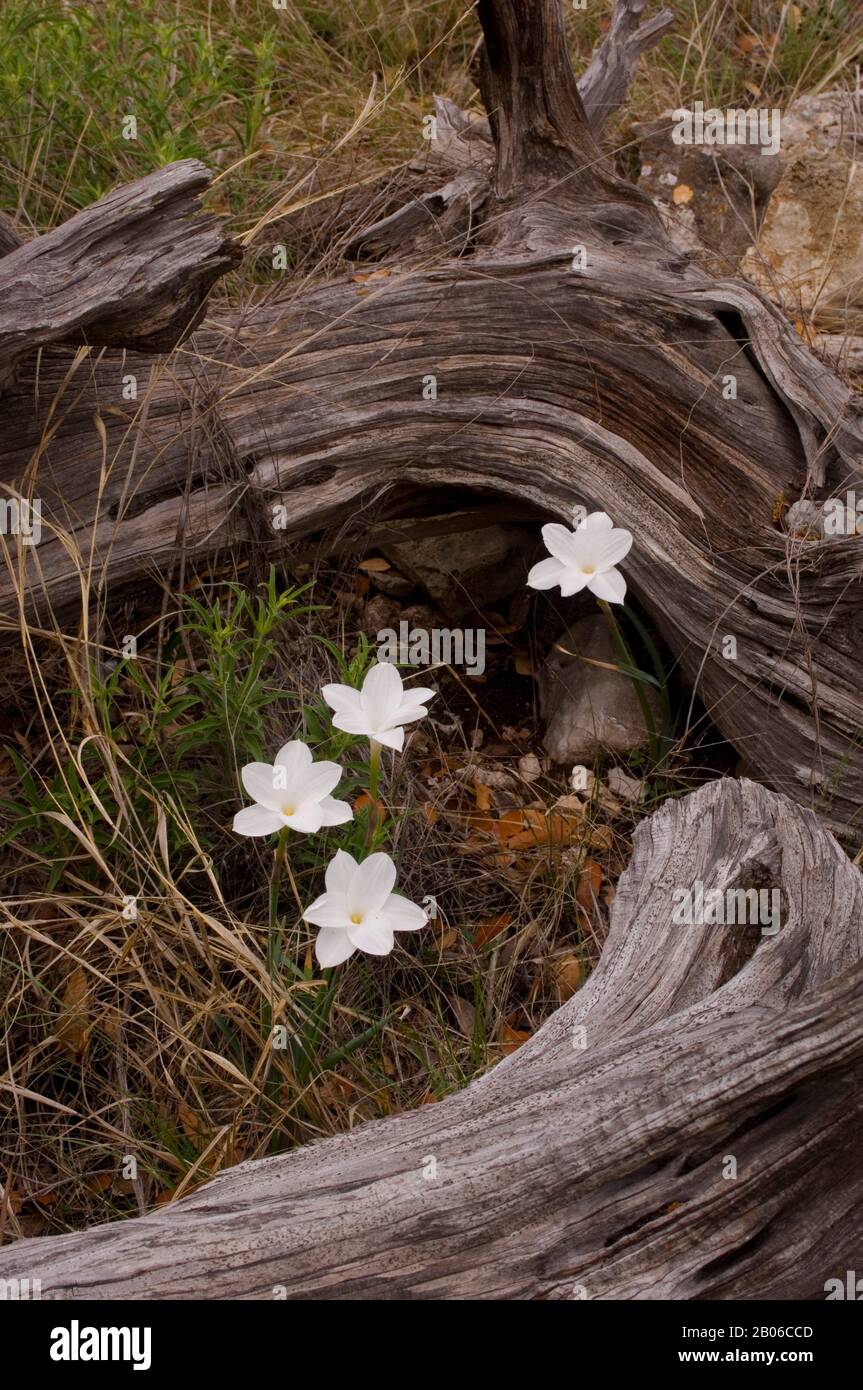 USA, TEXAS, HILL COUNTRY NEAR HUNT, RAINLILY Cooperia pedunculata