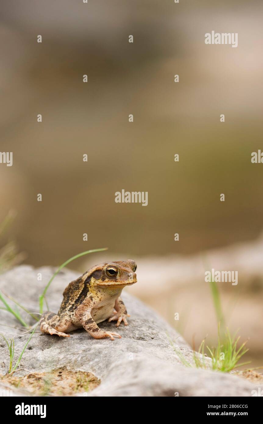 Toad On Rocks USA, TEXAS, HILL COUNTRY, GULF COAST TOAD ON ROCK Stock Photo - Alamy