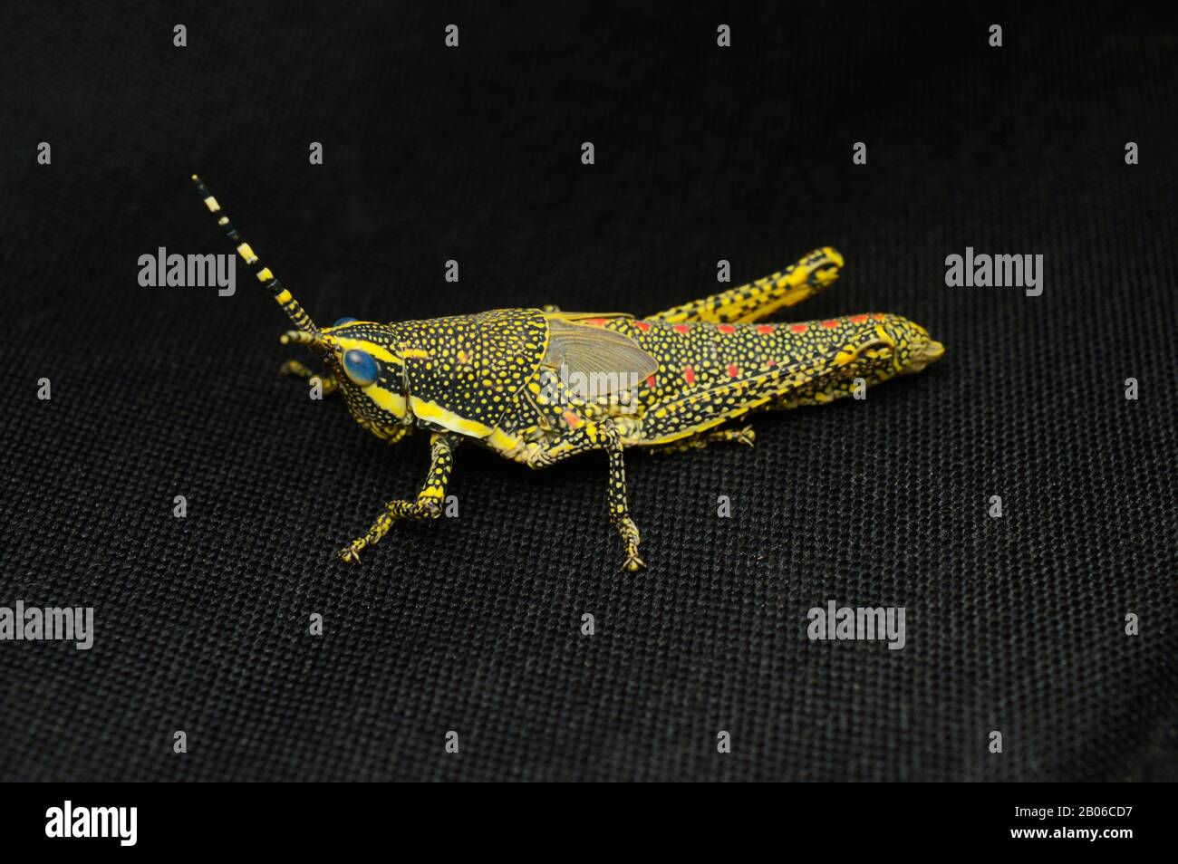 Folded legs Lateral of Juvenile Aak grasshopper, Poekilocerus pictus, Distribution - Indian Subcontinent, Habitat - humid and arid areas Stock Photo
