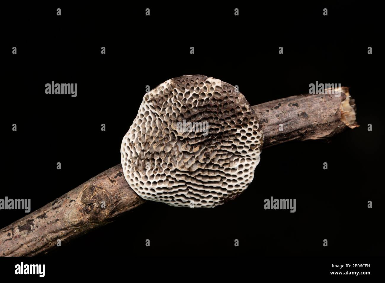 Honeycomb Bracket Fungus, Hexagonia tenuis, Family-Polyporaceae Stock Photo