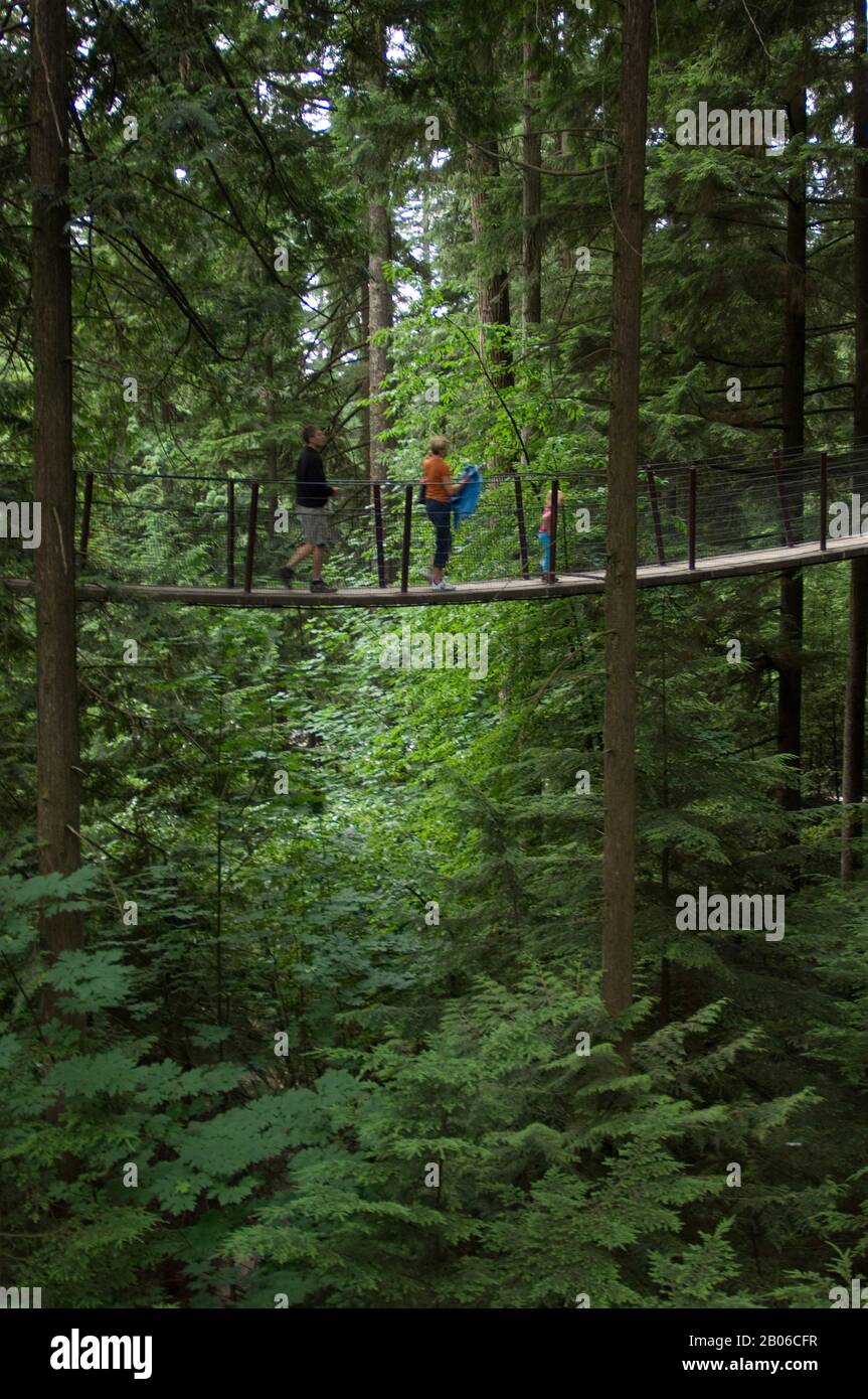 CANADA, BRITISH COLUMBIA, VANCOUVER, CAPILANO SUSPENSION BRIDGE, TREETOPS ADVENTURE Stock Photo
