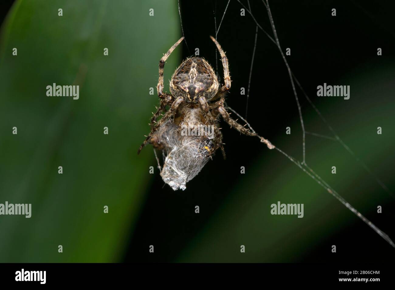 Neoscona mukerjei Tikader, 1980 , Araneidae family, Feeding, Eating, Hunting, Orb Weaver spider, India Stock Photo