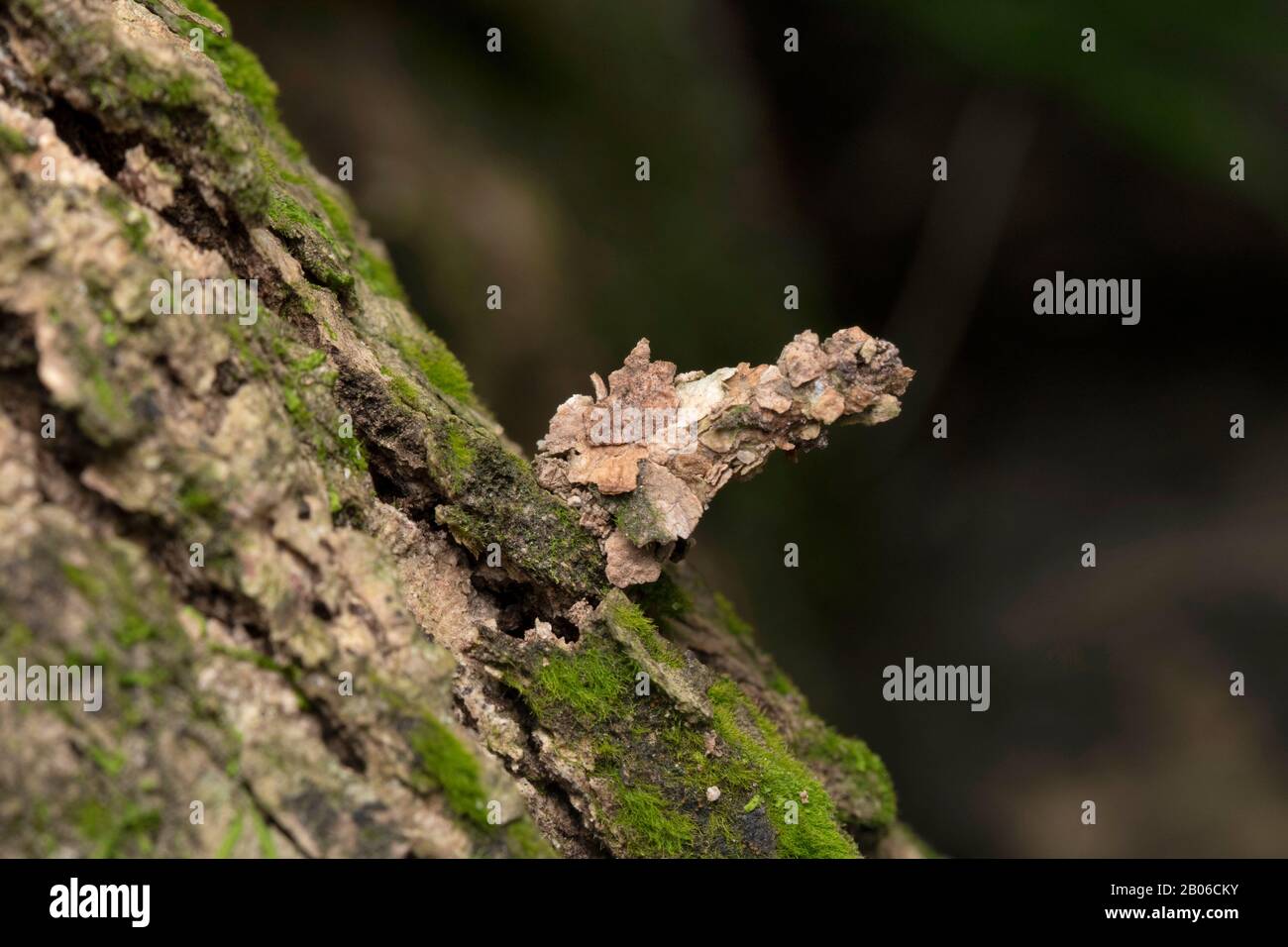Bagworm moths, Camouflage, Family Psychidae, Singapore Stock Photo