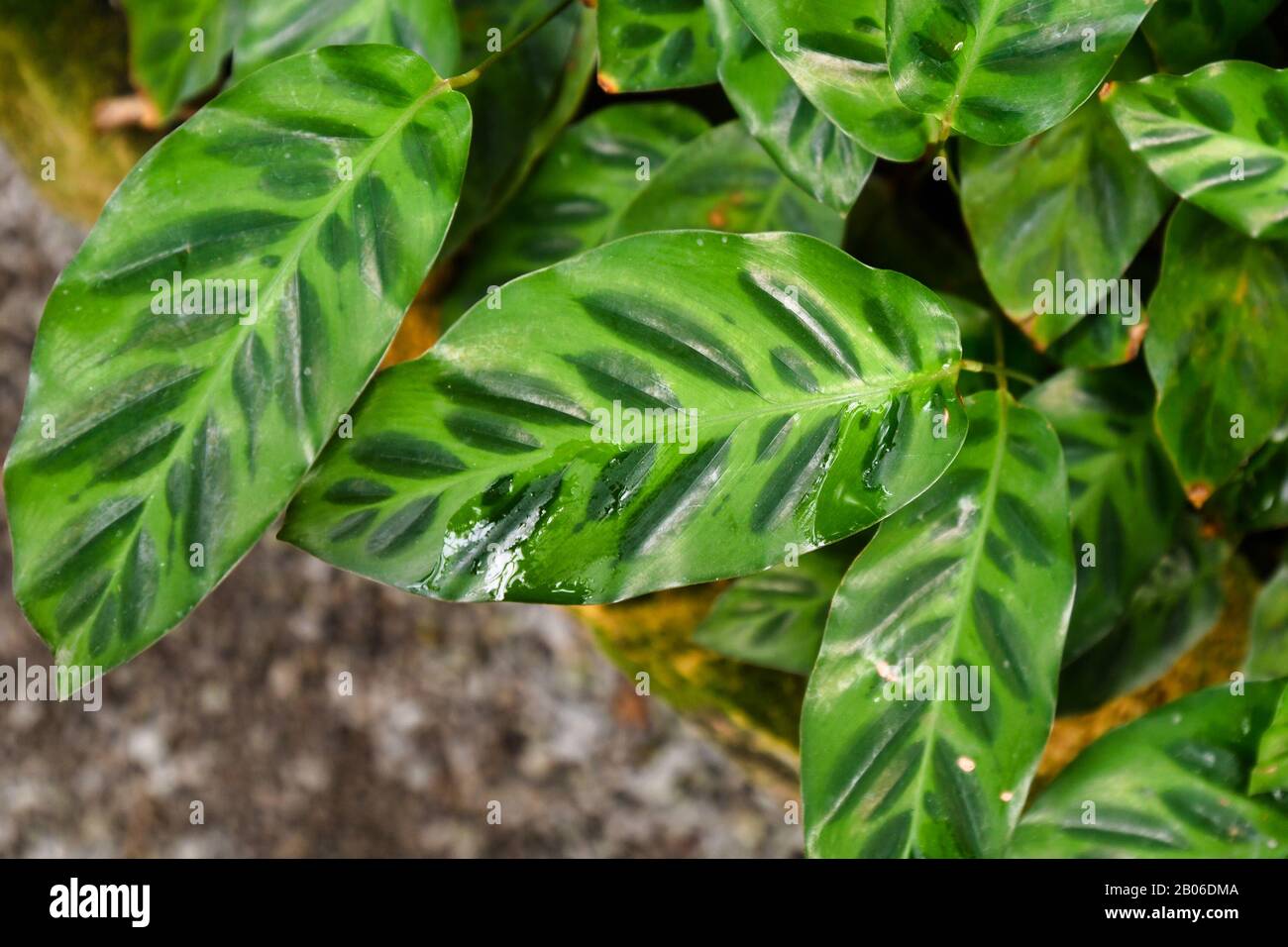 Tropical 'Calathea Goeppertia Wiotii' plant with bright leaves with dark green stripe like markings Stock Photo