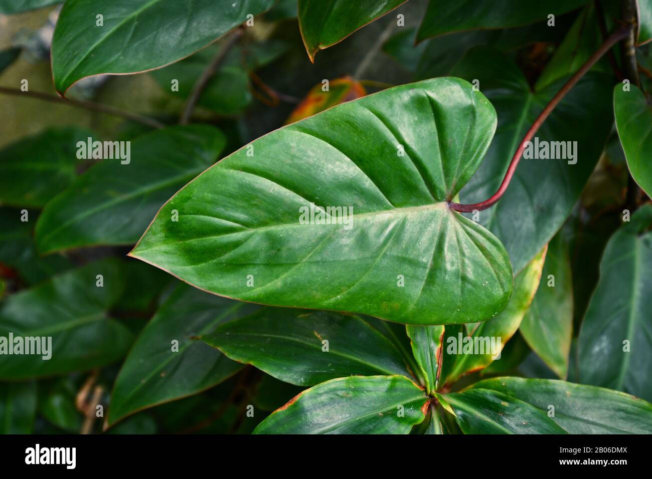 Leaf of tropical 'Philodendron Erubescens Red Emerald' plant with long leaf and red stem, native to Colombia Stock Photo