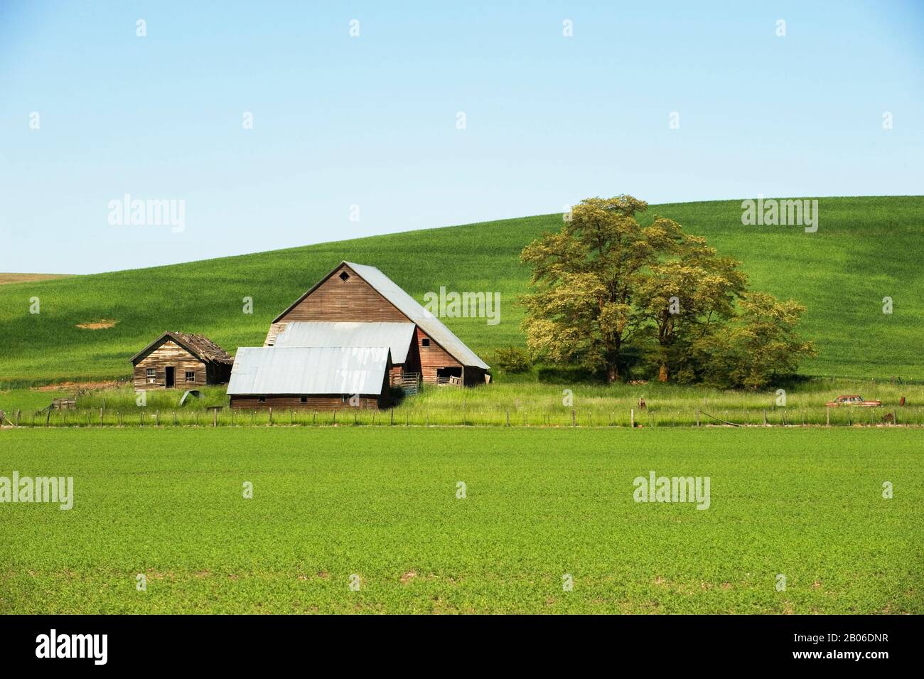USA, IDAHO, PALOUSE AREA, NEAR MOSCOW, FARM IN WHEAT FIELD Stock Photo