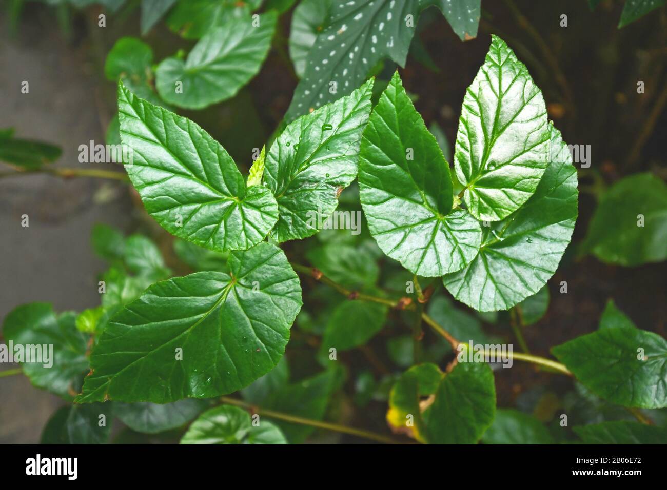 Tropical 'Begonia Domingensis' plant with small rounded and leathery leaves, a slow growing species from the West Indies Stock Photo