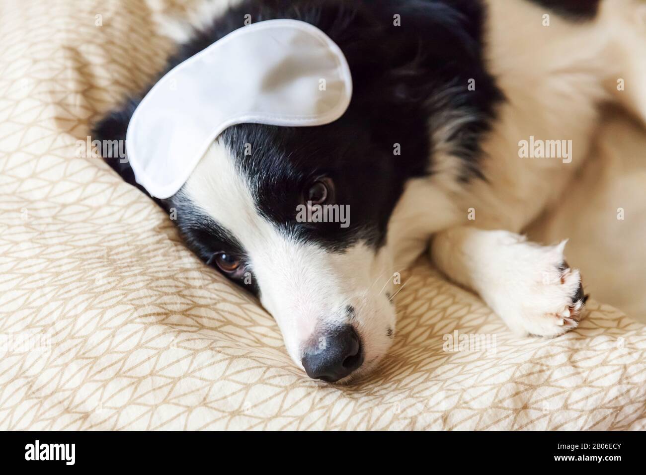 Border collie sleeping in bed hi-res stock photography and images - Alamy