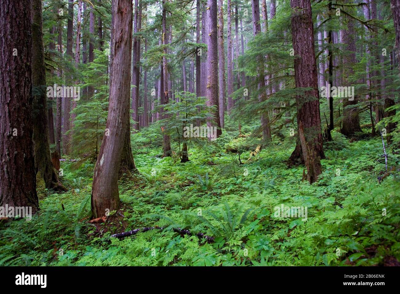 USA, WASHINGTON STATE, OLYMPIC PENINSULA, OLYMPIC NATIONAL PARK, SOL