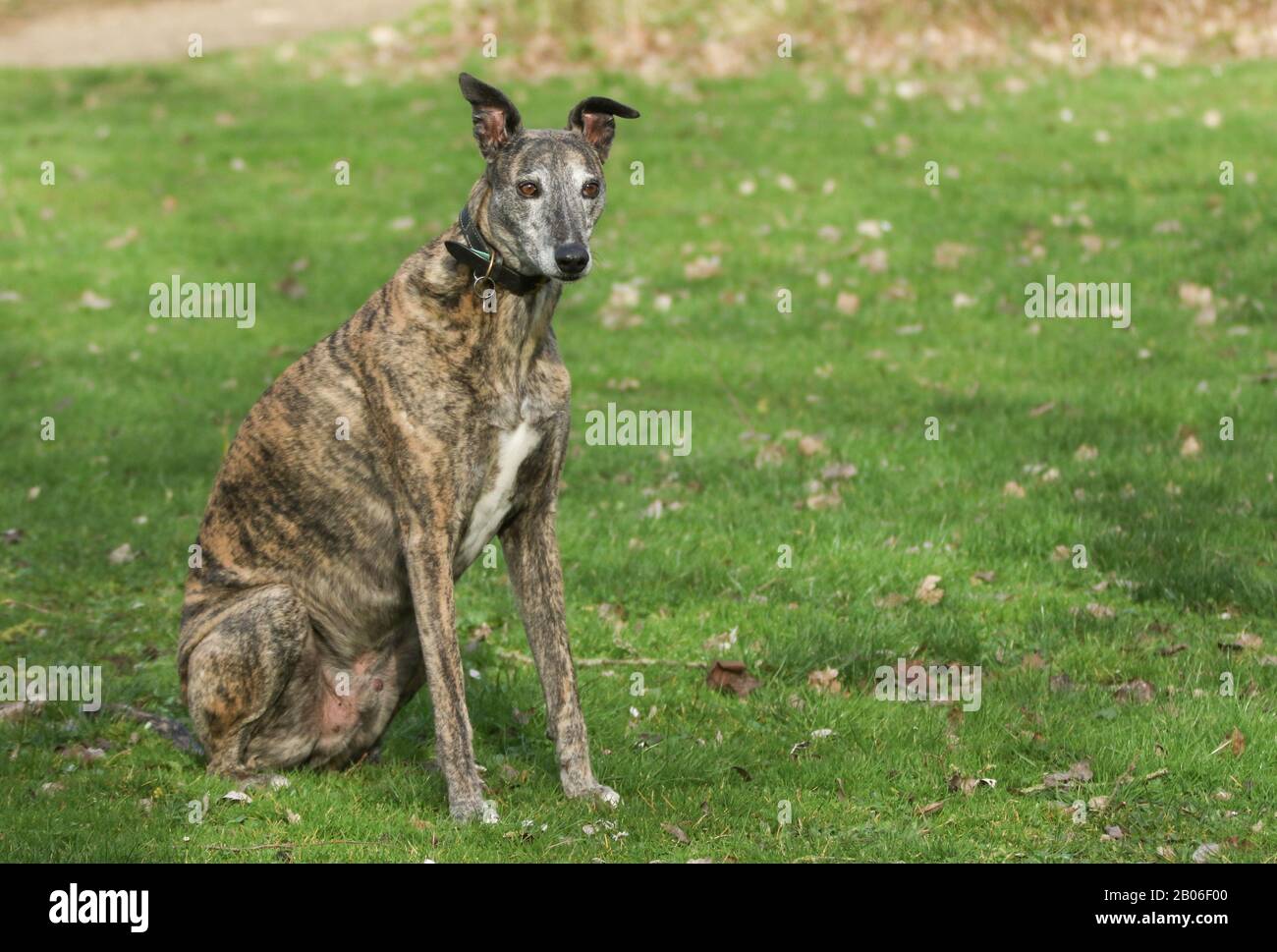 red brindle greyhound