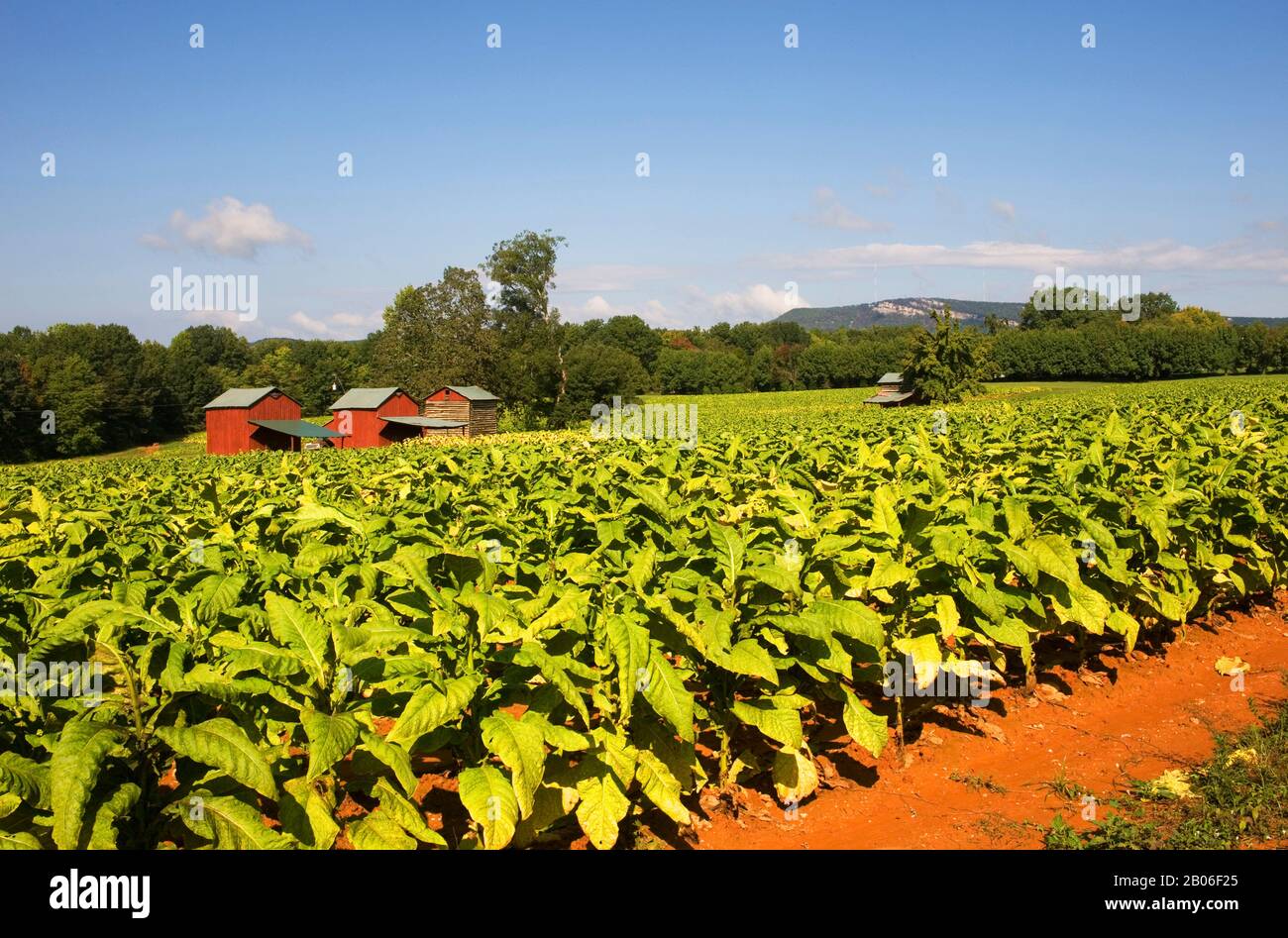 Field of tobacco north carolina hi-res stock photography and images