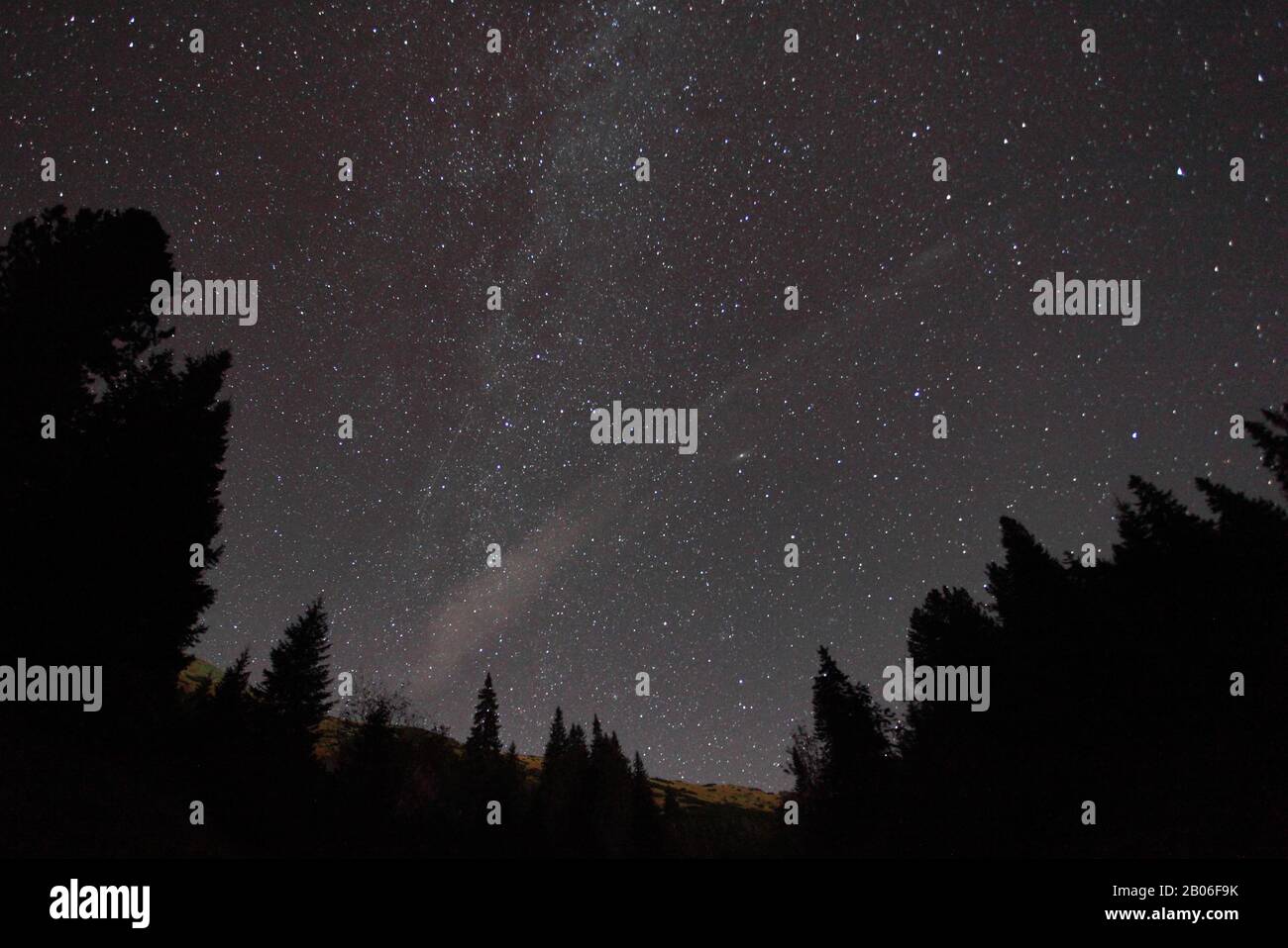 Silhouette of trees against night sky with stars Stock Photo - Alamy