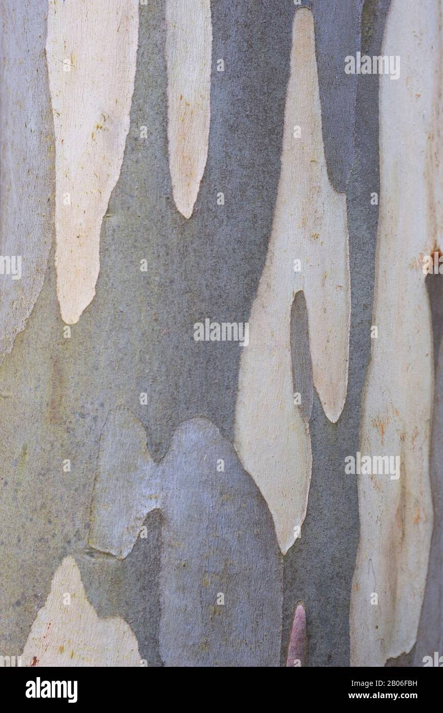 Eucalyptus Pauciflora High Resolution Stock Photography and Images Alamy