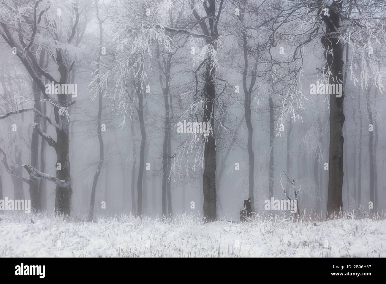 Winter forest in the mountains. Majestic winter treet. Stock Photo