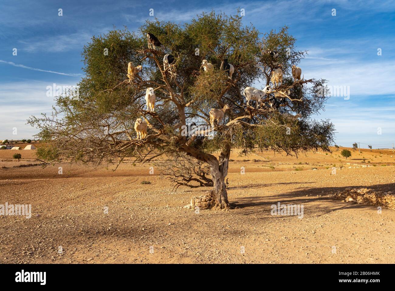 Goats up on a tree, a local Moroccan tourist attraction Stock Photo