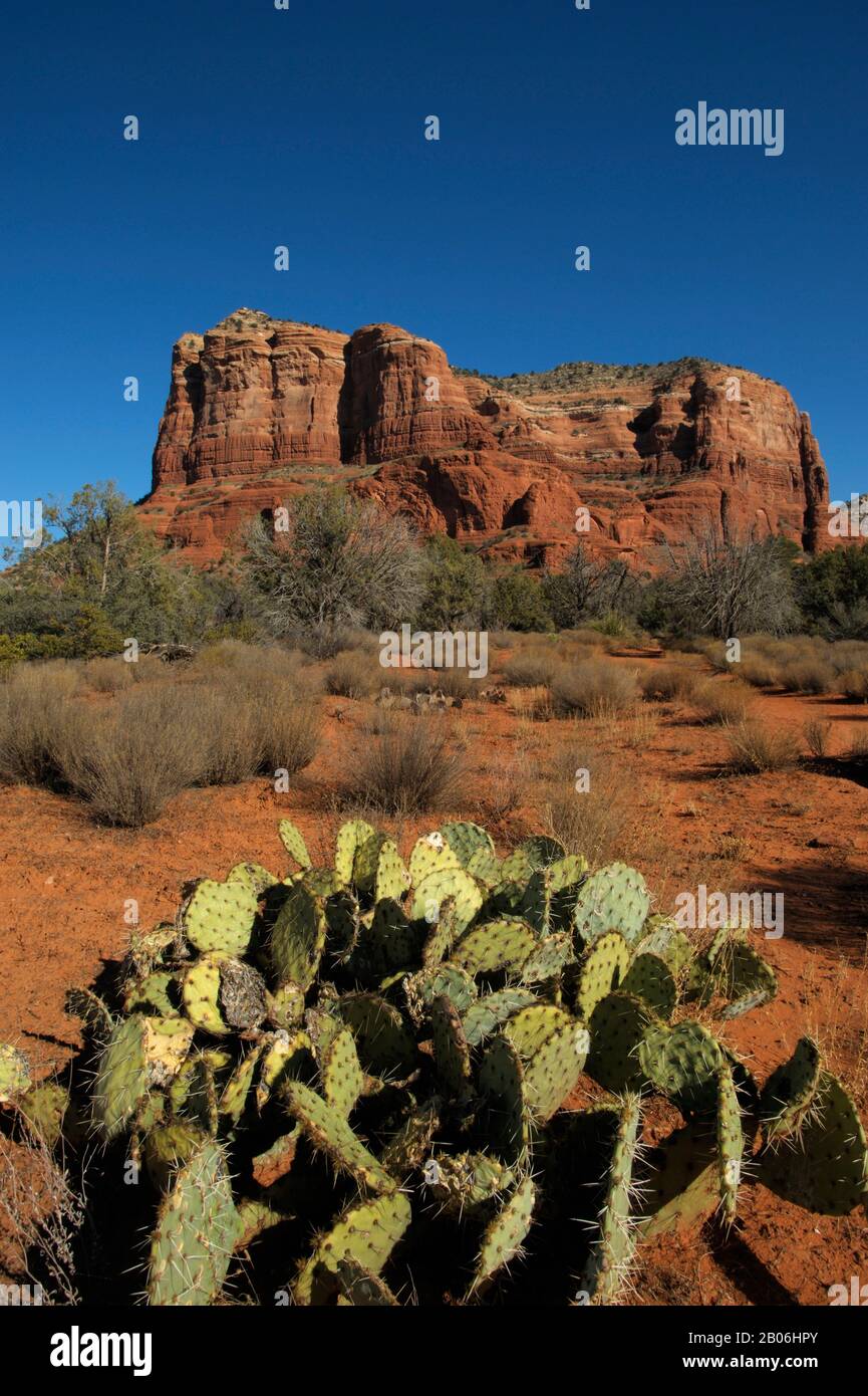 USA, ARIZONA, NEAR SEDONA, BELL ROCK/COURTHOUSE BUTTE LOOP TRAIL, COURTHOUSE BUTTE, PRICKLY PEAR CACTUS Opuntia phaeacantha Stock Photo