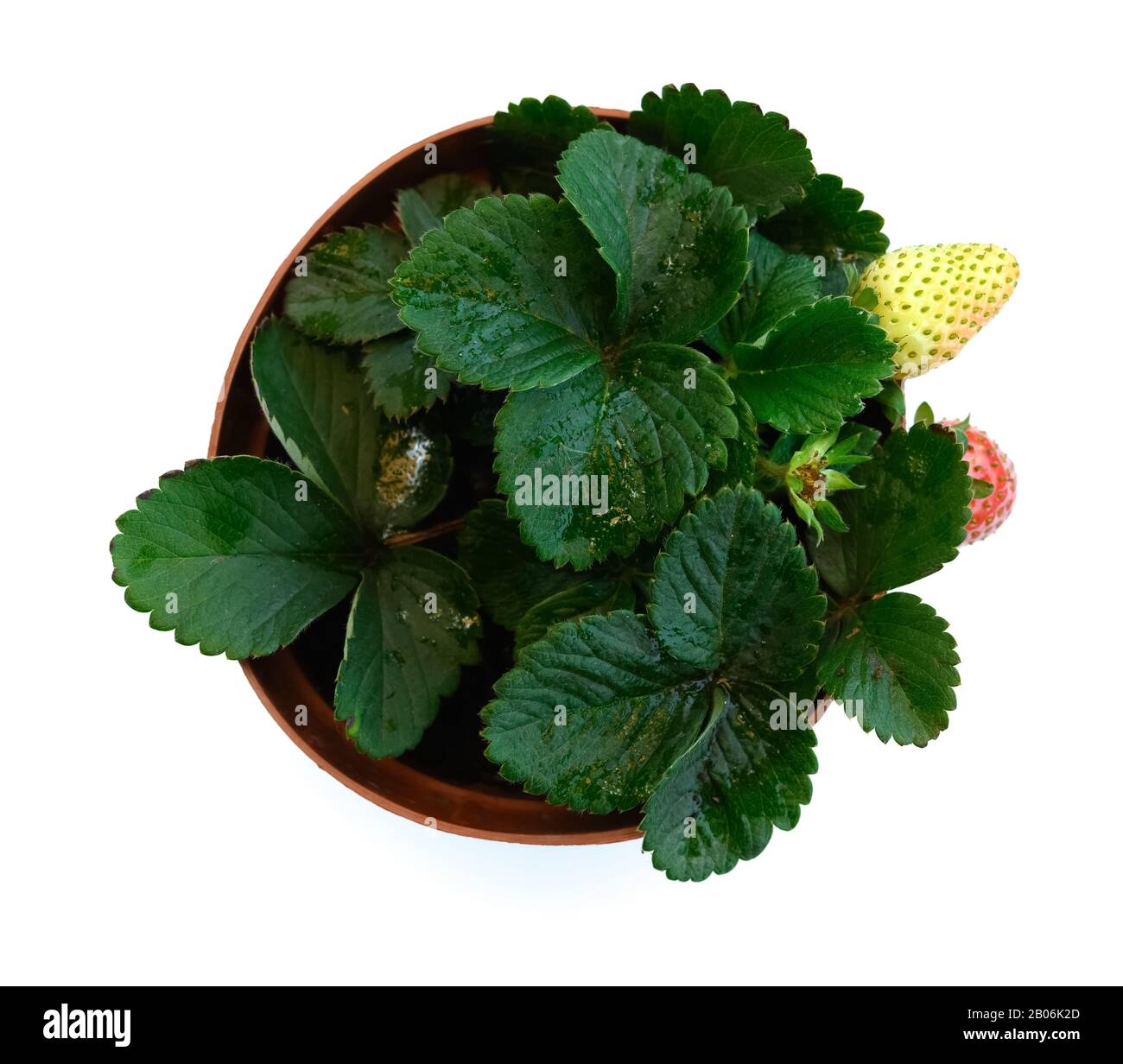 top view pot of strawberry plant close up on white background Stock ...