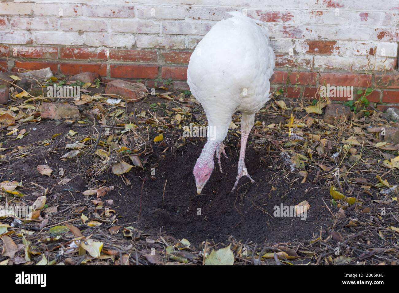 Hungry turkey female is digging a hole in the ground in search some