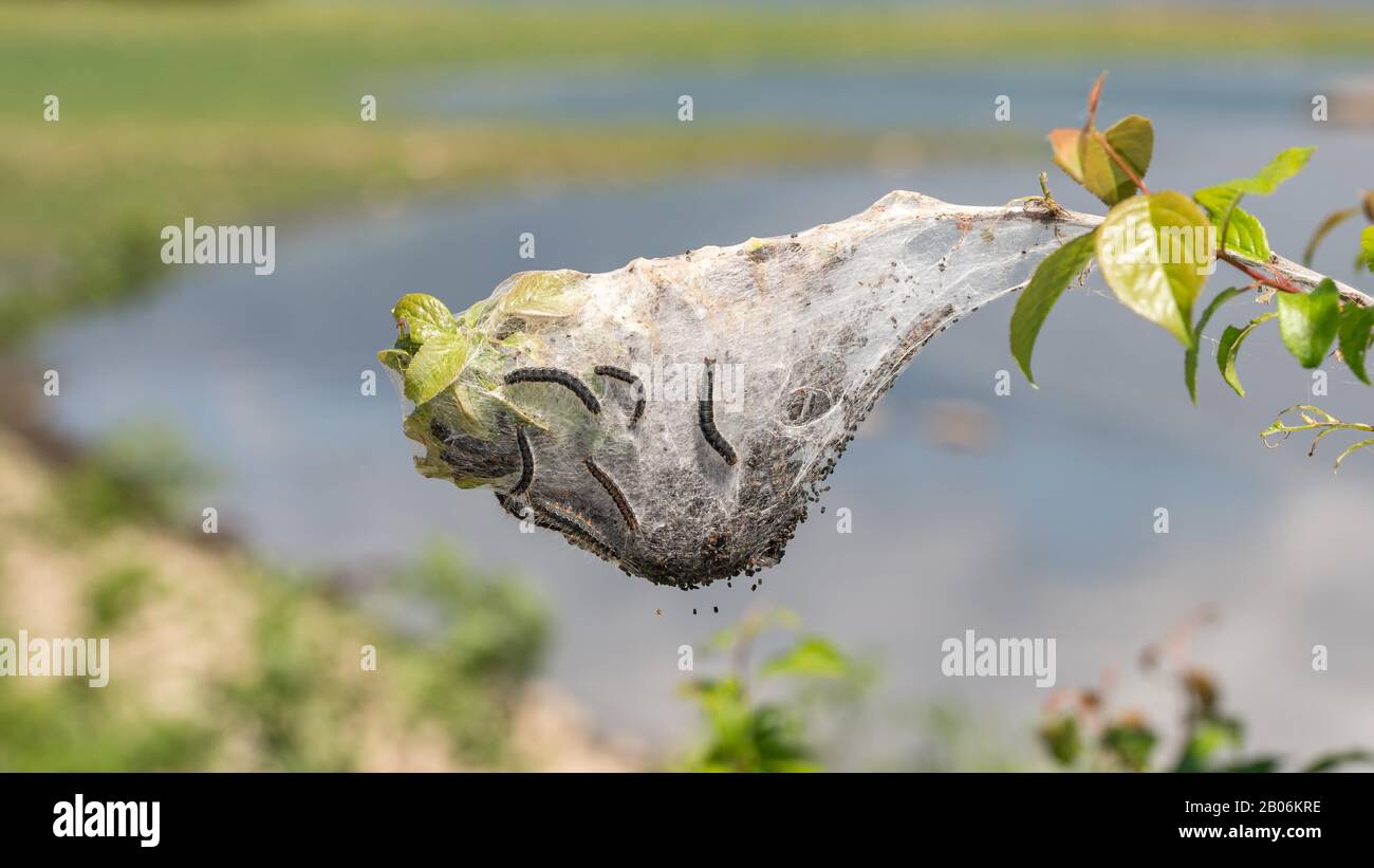 Greek caterpillars greece hi-res stock photography and images - Alamy