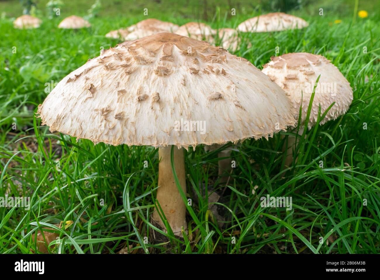 Large parasol mushroom with wide cap in a park Stock Photo