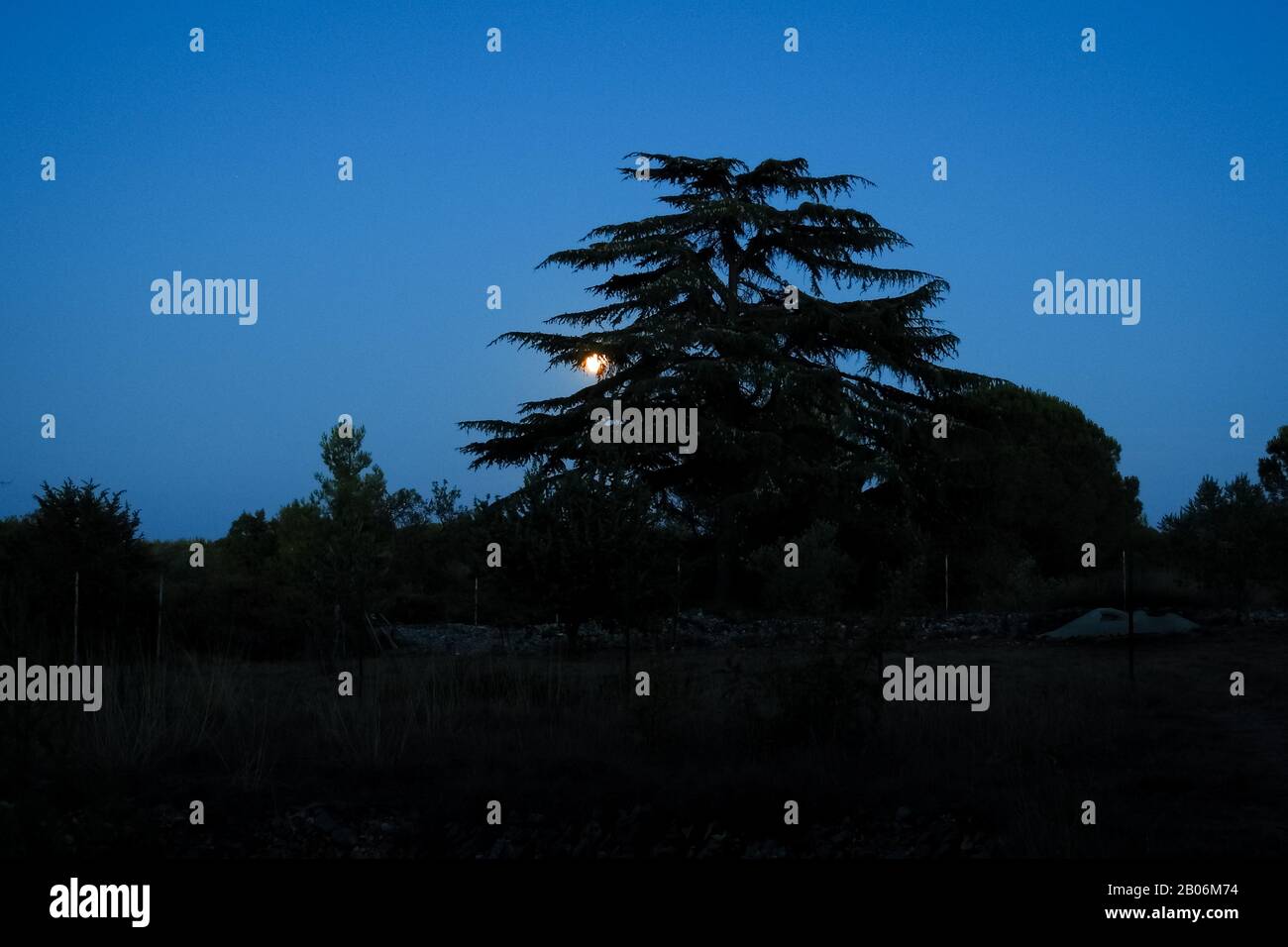 Download 20 + Cedar Tree Silhouette