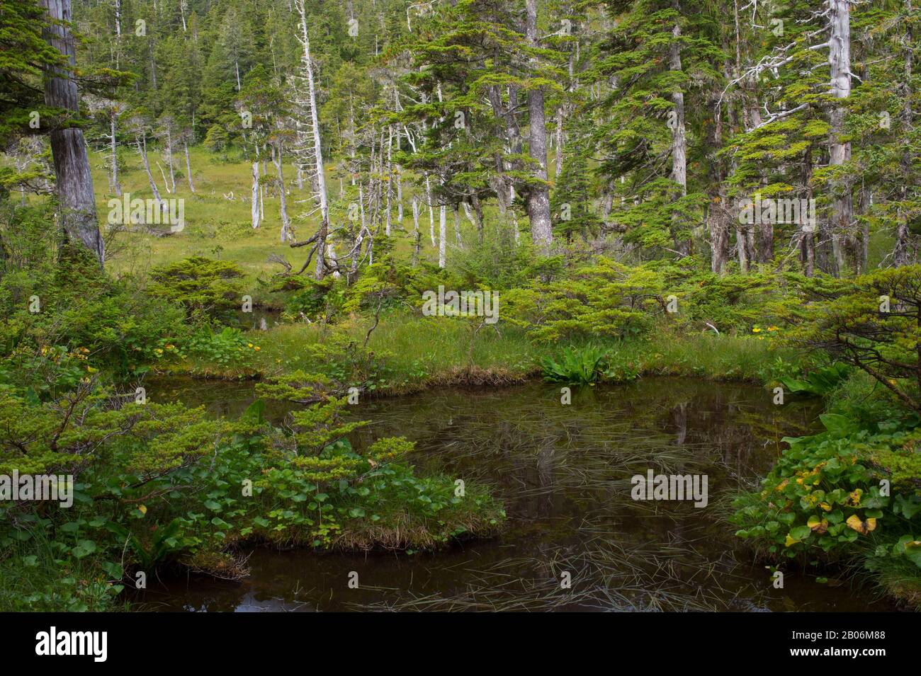 Bog (muskeg) landscape with sphagnum mosses, sedges, and stunted black spruce and tamarack trees, at Idaho Inlet on Chichagof Island, Tongass National Stock Photo
