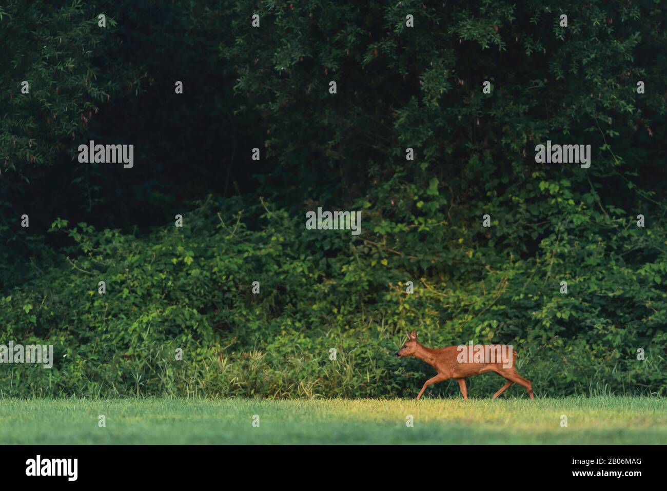 Roe deer walking along hi-res stock photography and images - Alamy