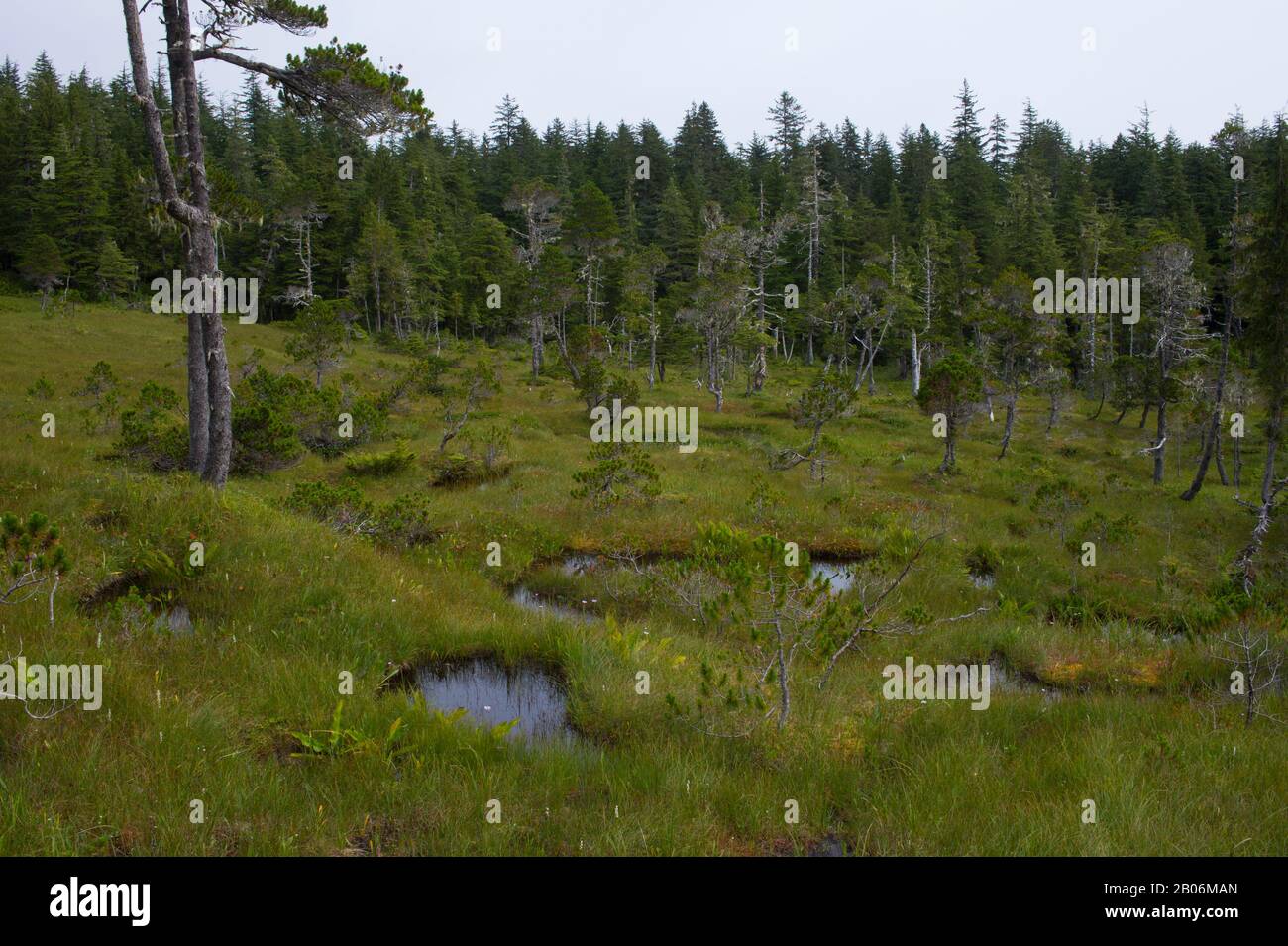 Bog (muskeg) landscape with sphagnum mosses, sedges, and stunted spruce and tamarack trees, at Idaho Inlet on Chichagof Island, Tongass National Fores Stock Photo