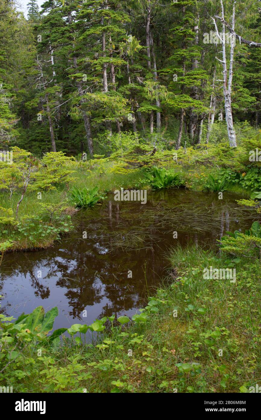 Bog (muskeg) landscape with sphagnum mosses, sedges, and stunted spruce and tamarack trees, at Idaho Inlet on Chichagof Island, Tongass National Fores Stock Photo