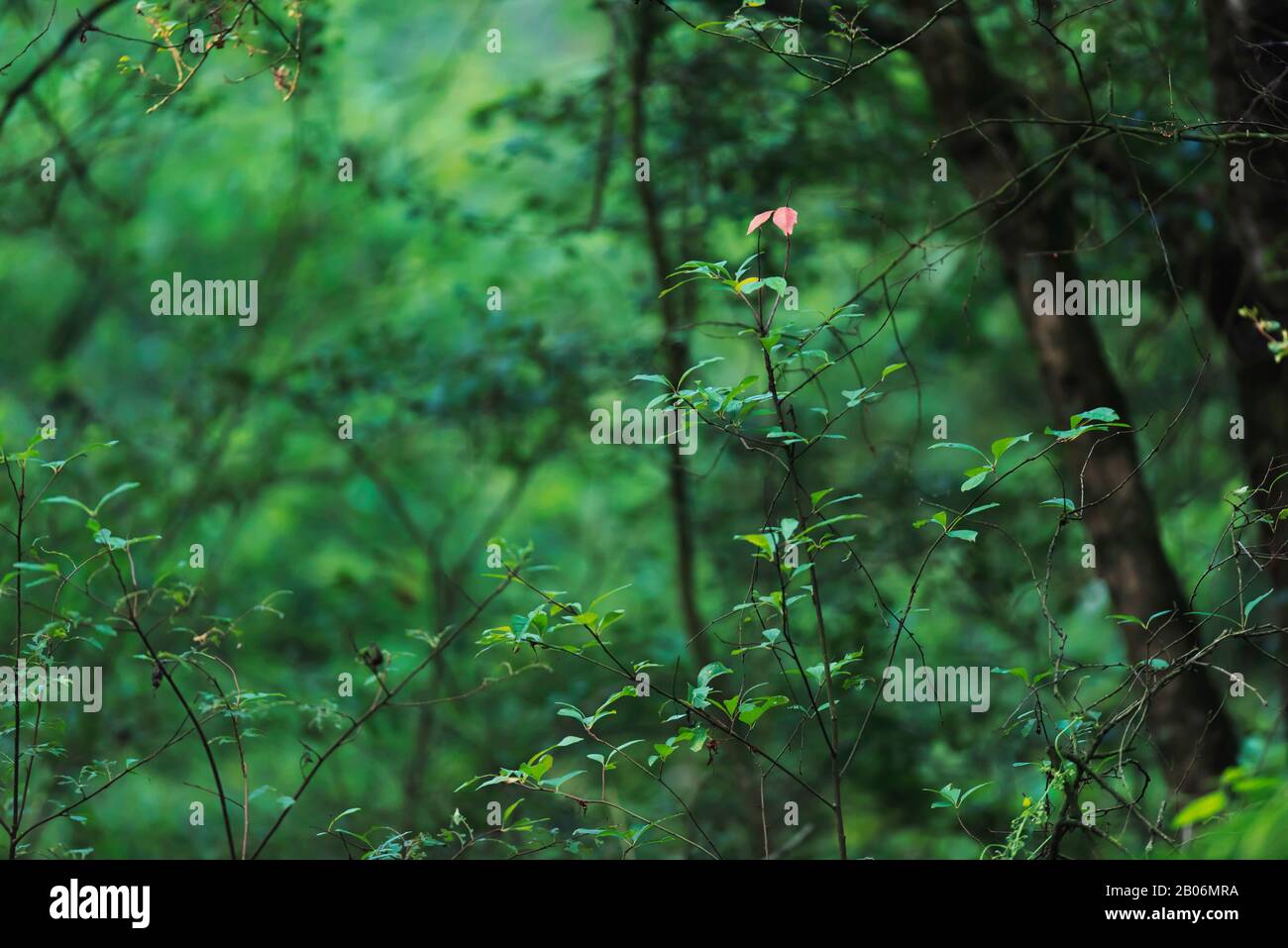 In lush green park two hi-res stock photography and images - Alamy
