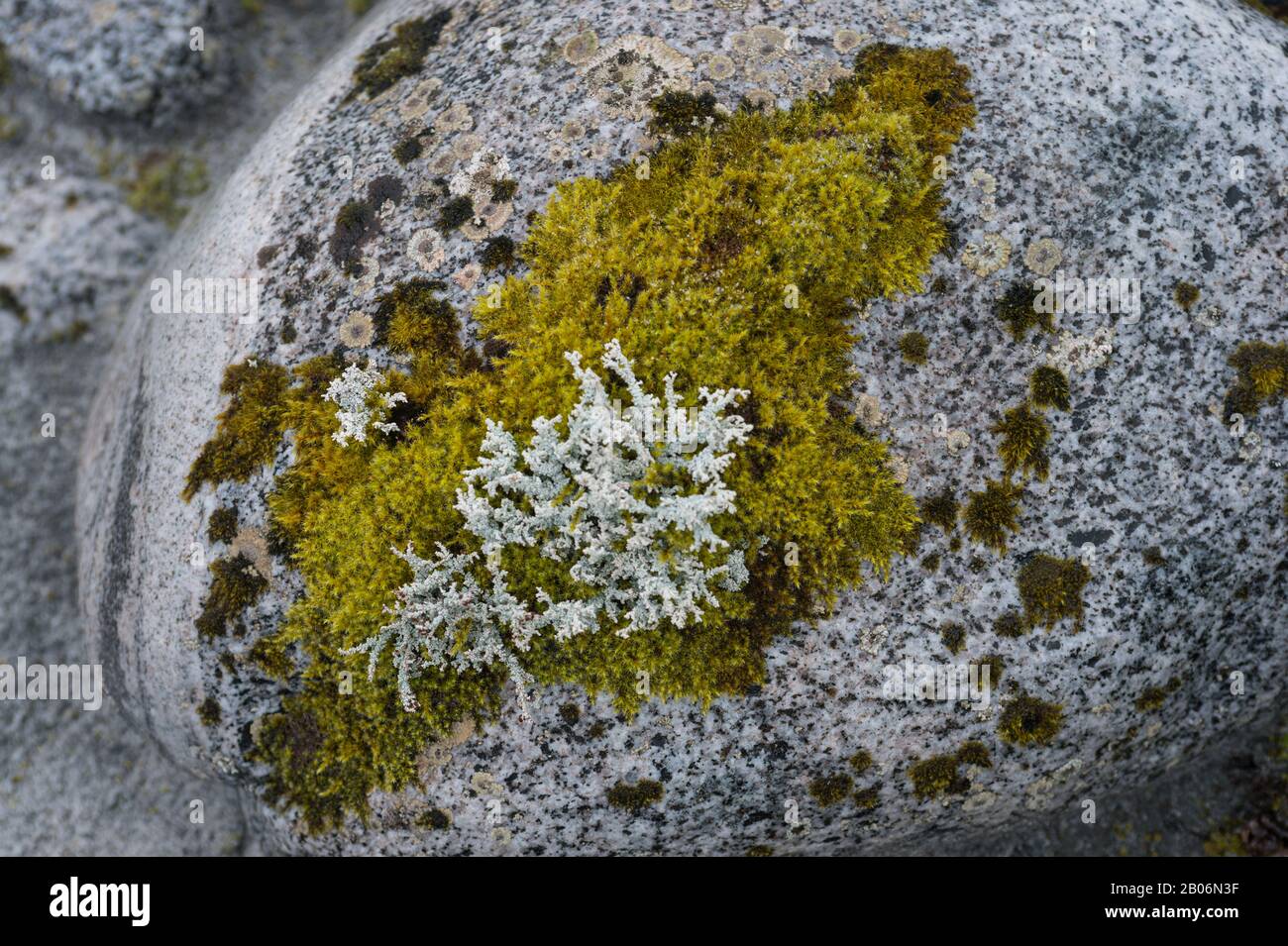 Plant life, such as mosses and lichens, is returning after glaciers melt as seen here at Baird Glacier in Scenery Cove, Thomas Bay, Tongass National F Stock Photo