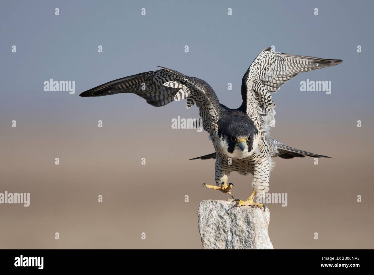 The image of Peregrine Falcon (Falco peregrinus) was taken in LRK, Gujarat, India, Asia Stock Photo