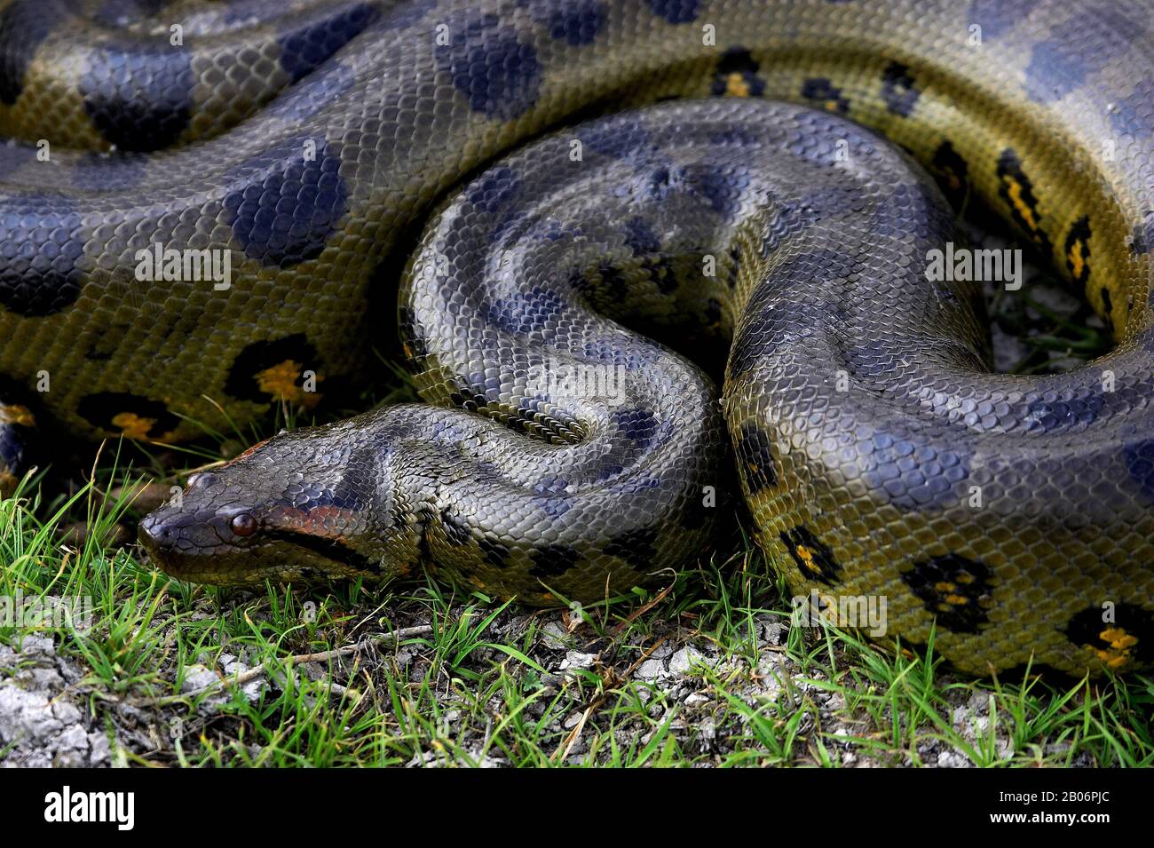 Green Anaconda Eunectes Murinus Los Lianos In Venezuela Stock Photo Alamy