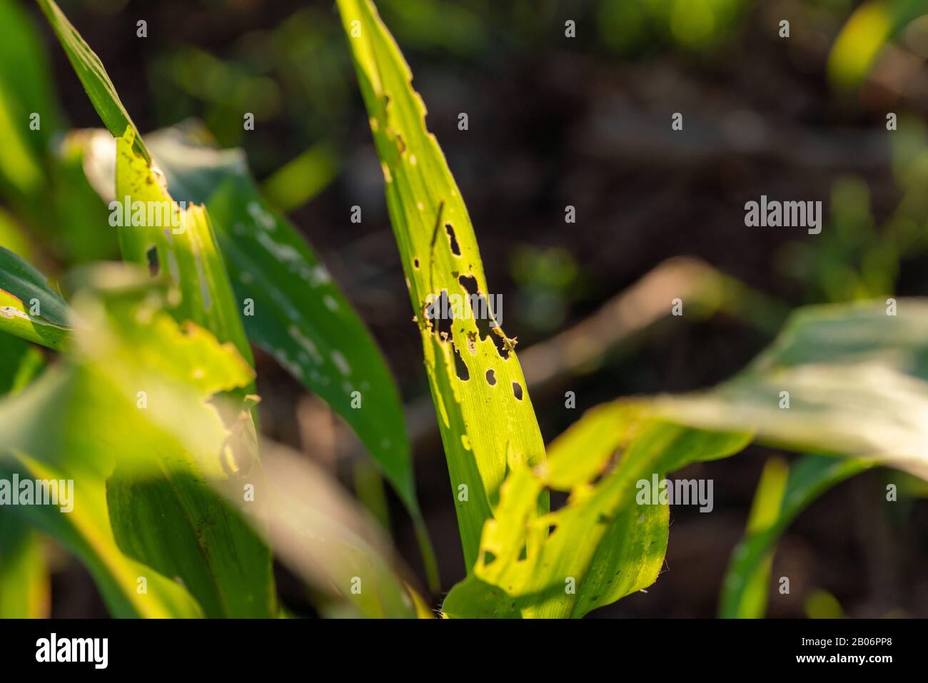 Corn leaf damaged by fall armyworm Spodoptera frugiperda.Corn leaves ...