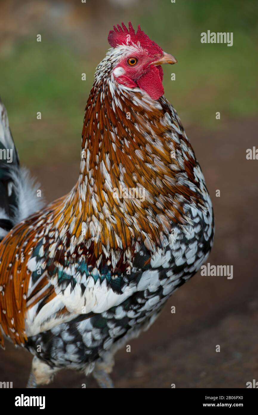 Feral chicken on Kauai Island, Hawaii, USA Stock Photo Alamy