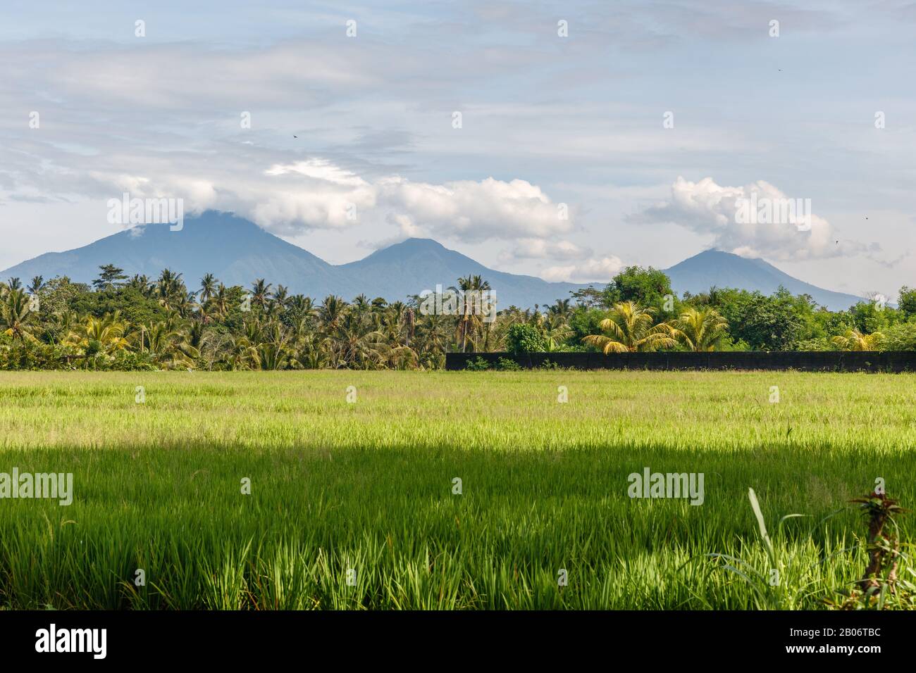 Tabanan Rise Field Rice field, mountains on the background. Rural landscape. Bedugul ...