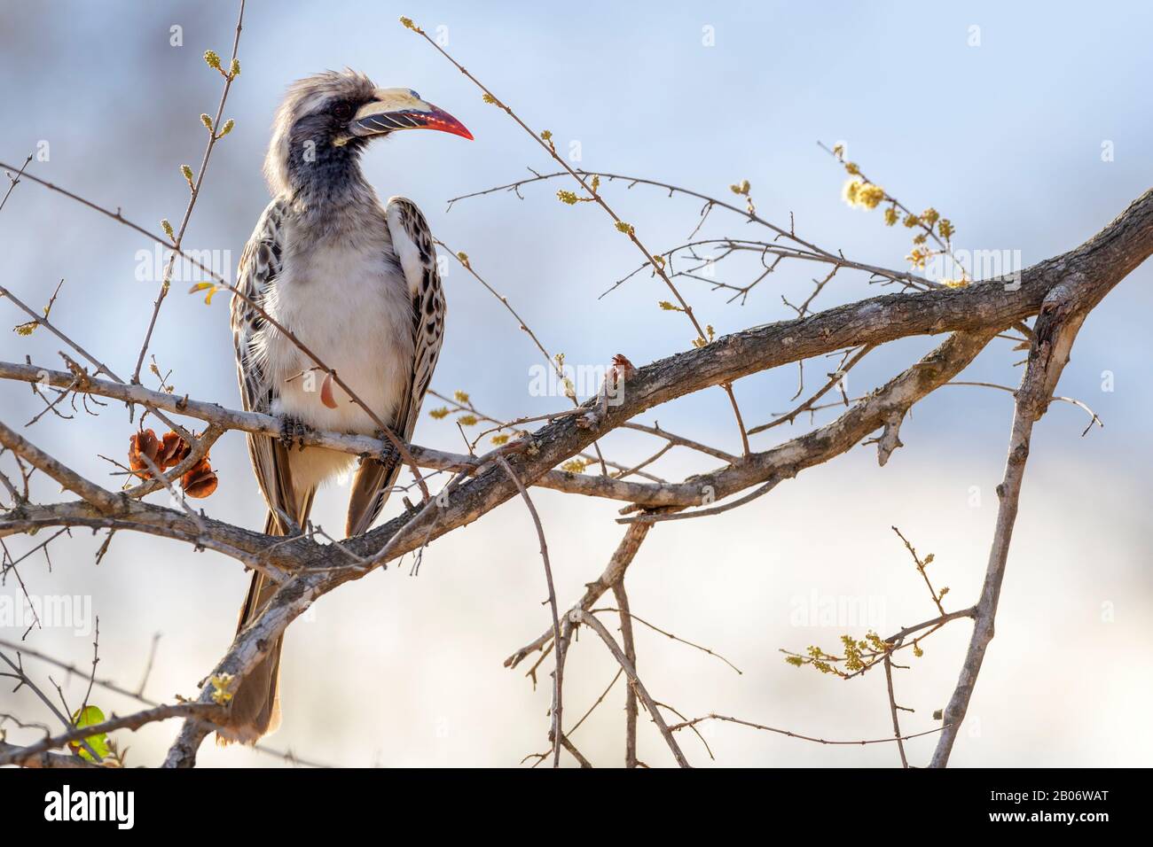African grey hornbill (Tockus nasutus) perched in acacia tree, Kruger national park, South Africa. Stock Photo