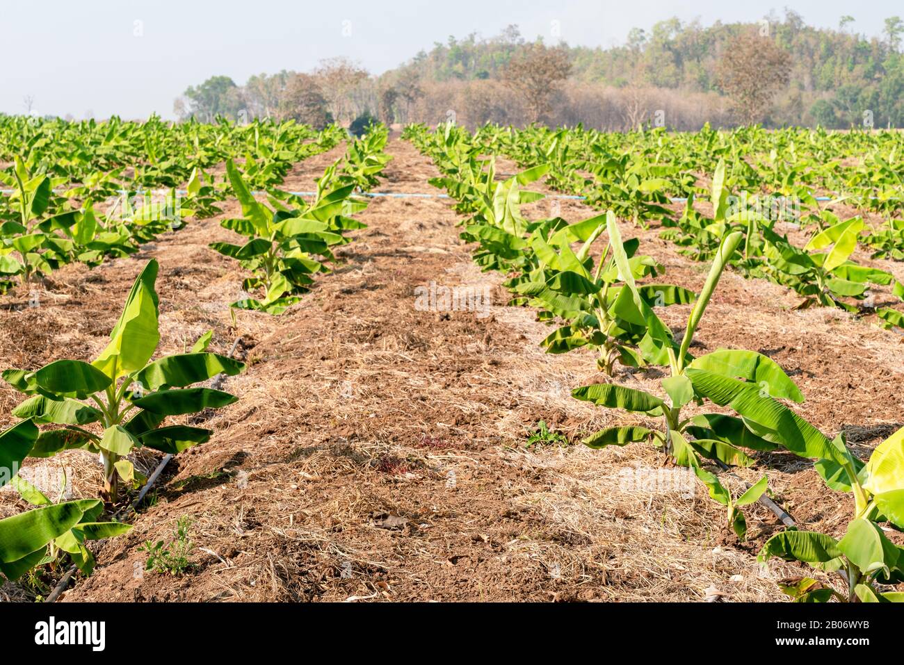 Banana Garden is growing up,Fresh banana is growing up,Banana garden Stock Photo - Alamy