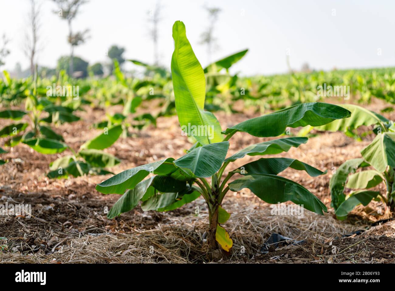 Banana Garden is growing up,Fresh banana is growing up,Banana garden Stock Photo - Alamy