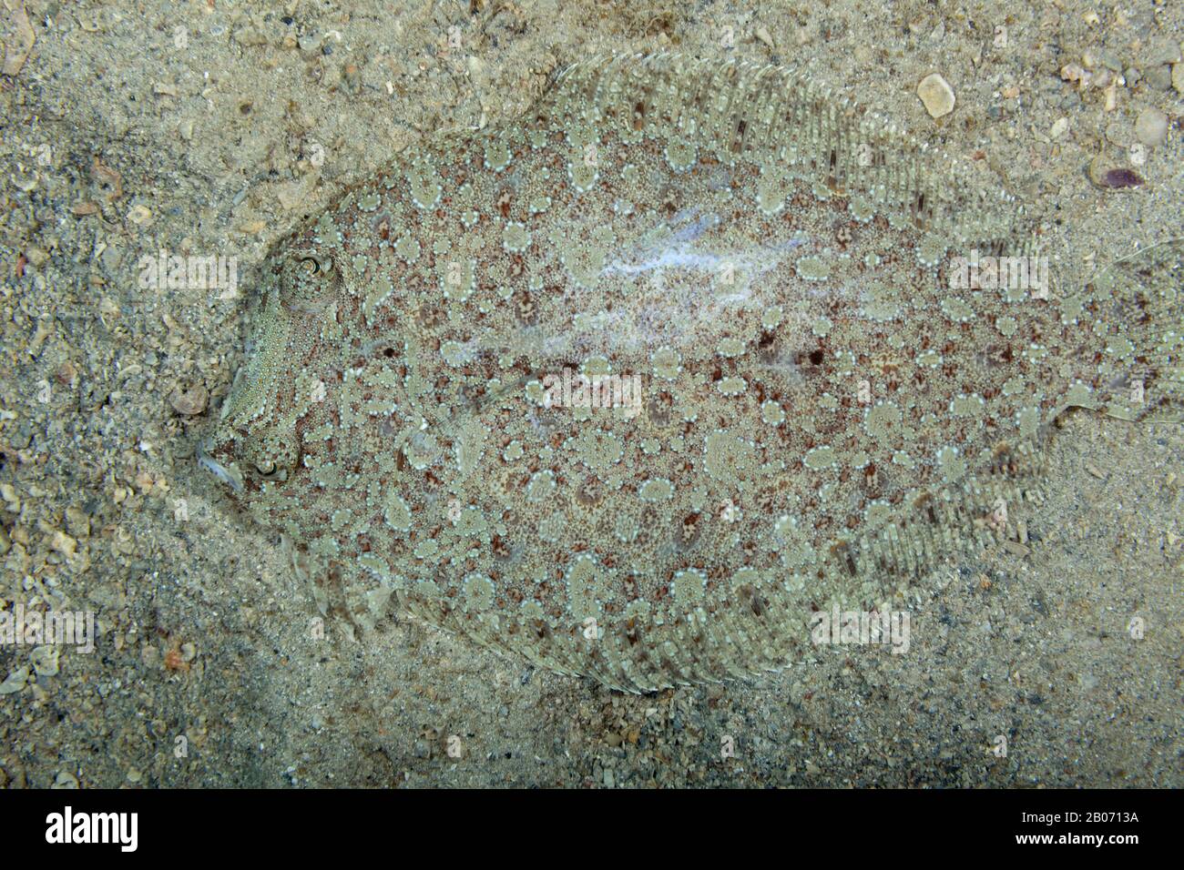 The common sole, Dover sole, or black sole (Solea solea) hidden in the