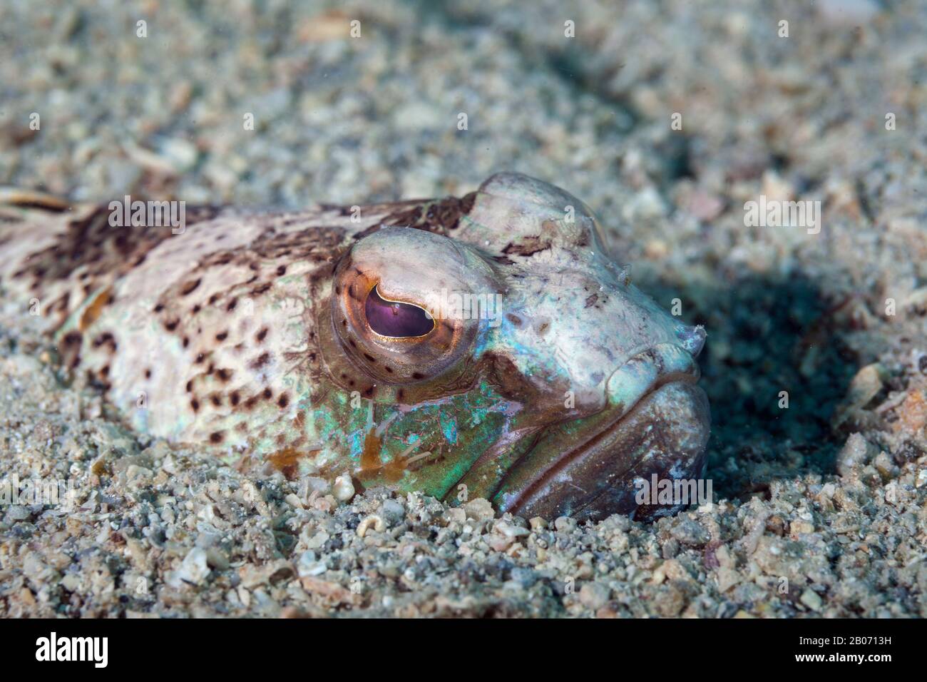 Weever Fish Hi-res Stock Photography And Images - Alamy