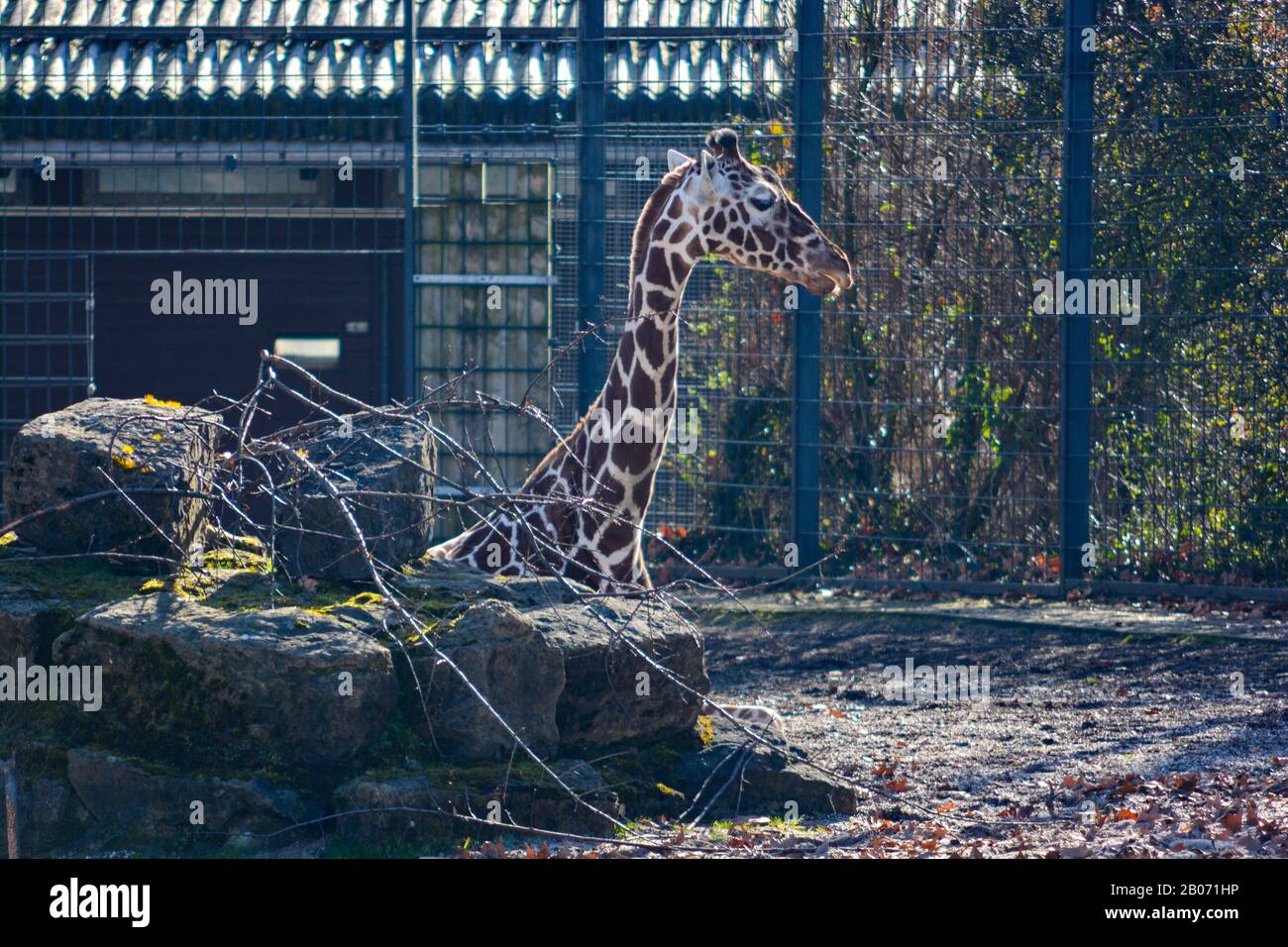 Giraffe in the Wilhelma in Stuttgart, South of Germany Stock Photo - Alamy