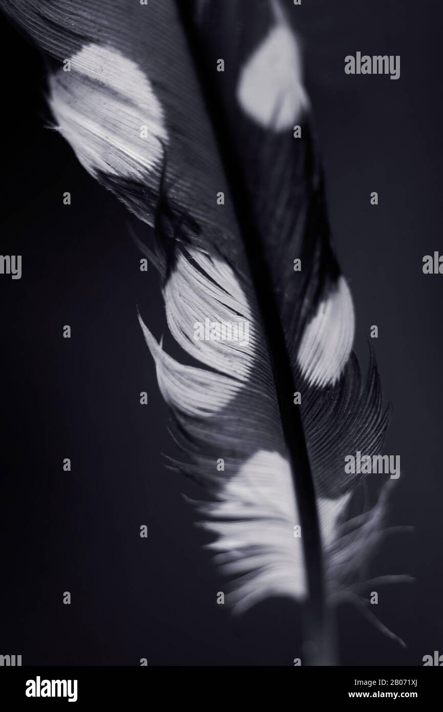 Feather of a Great spotted woodpecker Stock Photo Alamy