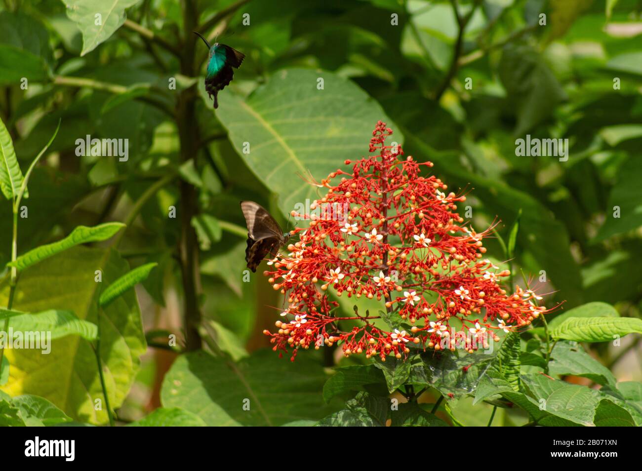 Tropical Blue Green butterfly (Papilio lorquinianus) on the red flower called Pagoda Flower (Clerodendrum paniculatum). East Nusa Tenggara. Indonesia Stock Photo