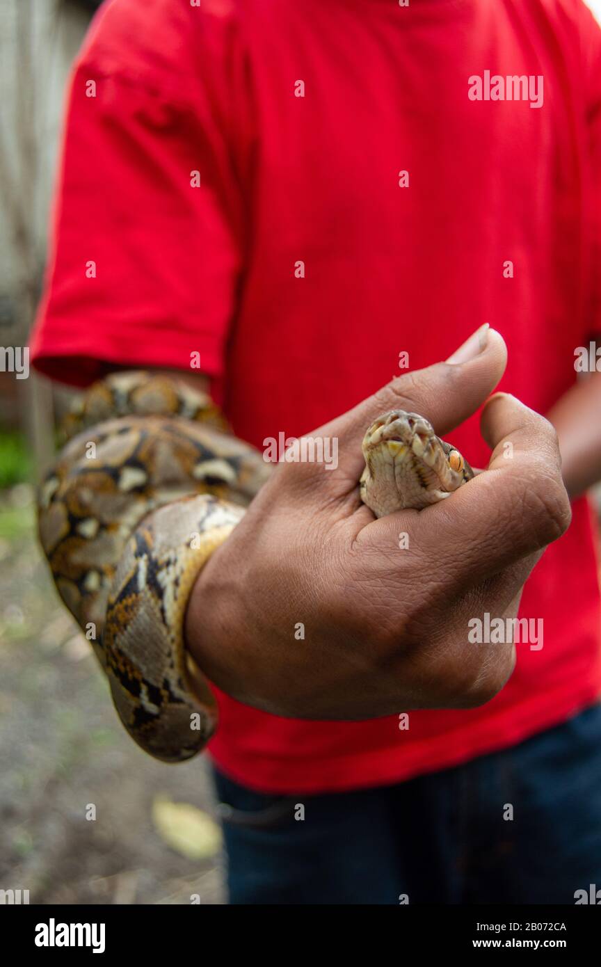 Indonesia guy holding a Python snake, reticulated python (Malayopython ...