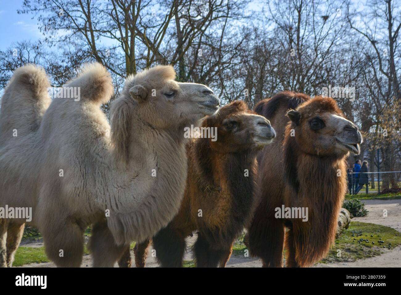Three camels are in line. Camels at the zoo. named Wilhelma in the ...