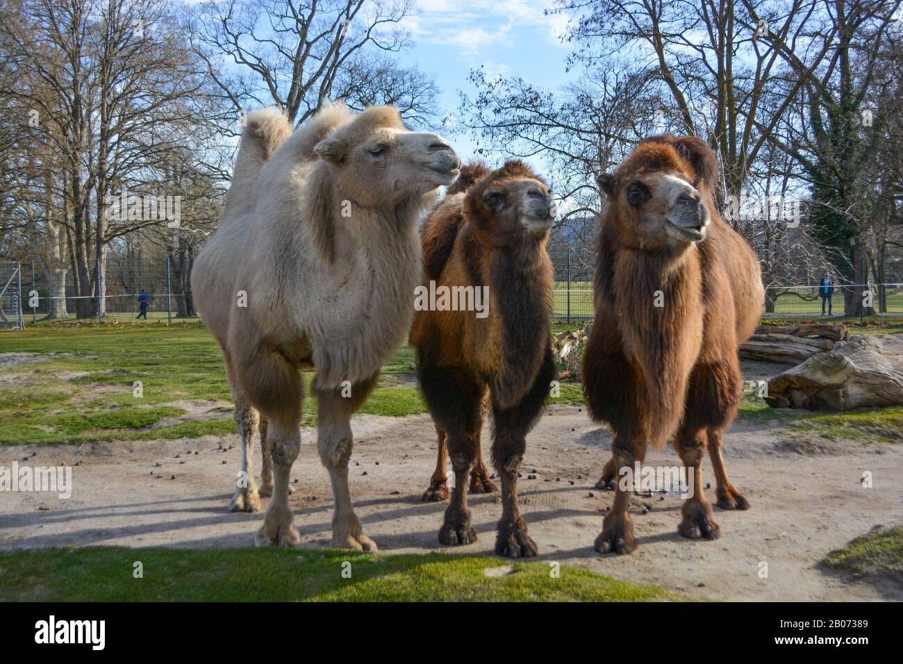 Three camels are in line. Camels at the zoo. named Wilhelma in the ...